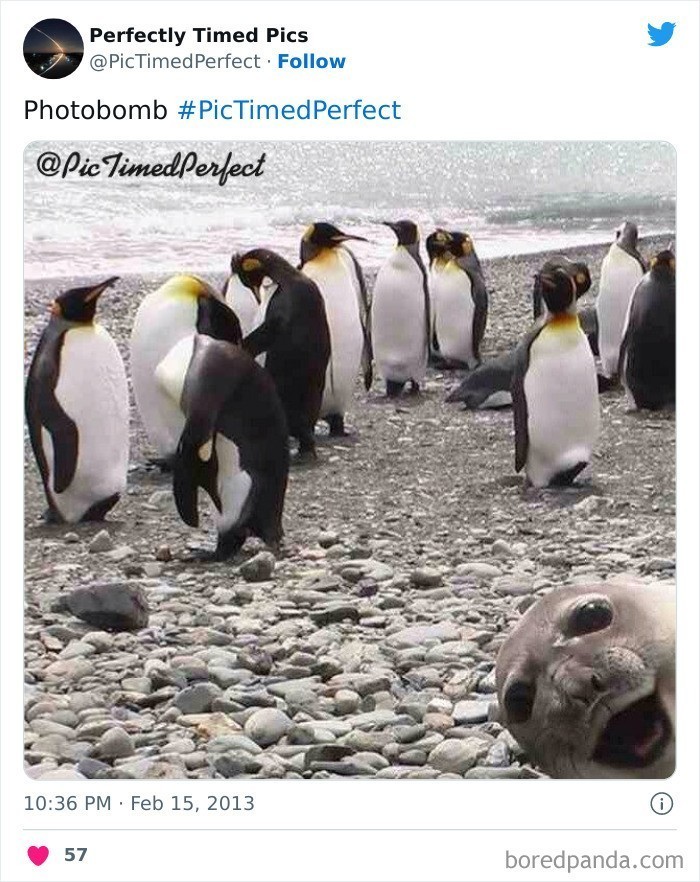 Idealna Photobomba