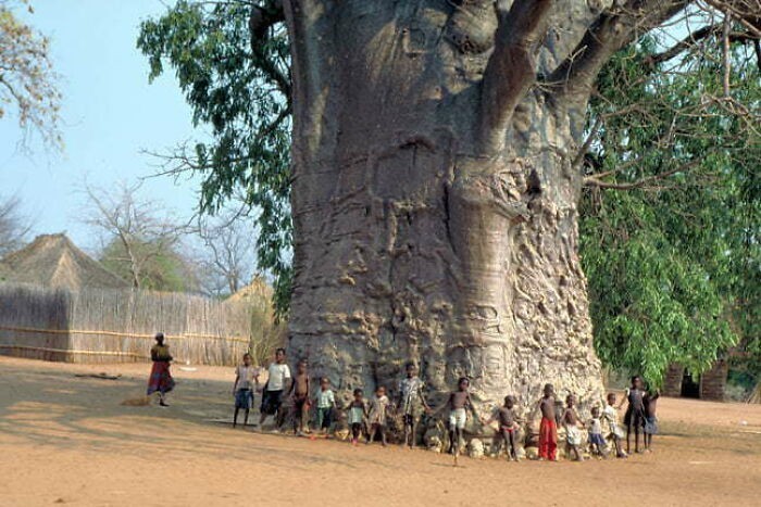 Ten baobab ma około 6 tysięcy lat.