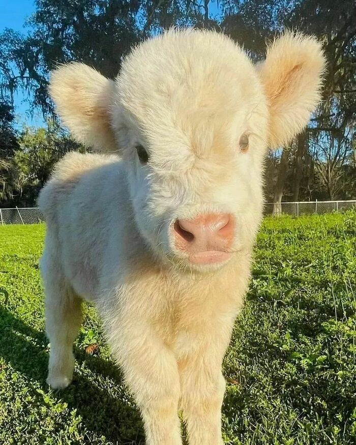 #1 Muuu Muuu, proszę państwa