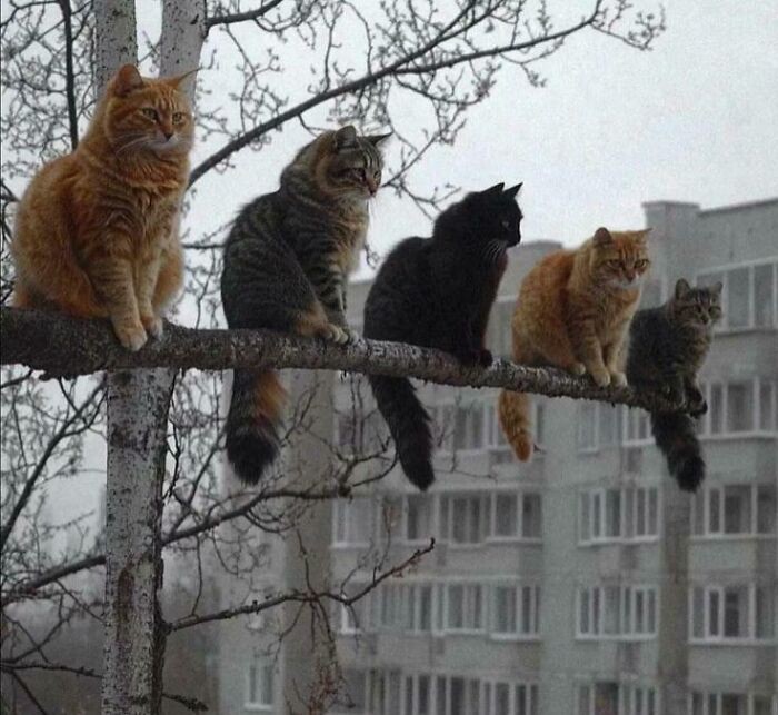 #14 They Seem To Have Interpreted 'If I Fit, I Sit' Quite Broadly#14 Wygląda na to, że dość szeroko zinterpretowały zasadę „jeśli się mieszczę, to siedzę”