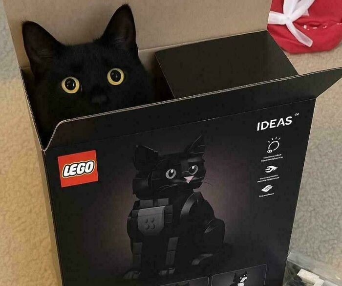 #3 Jeśli się mieszczę, to znaczy, że jestem kotem LEGO