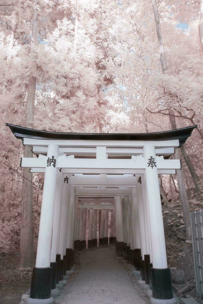 #6 Japonia, Kioto – Brama Inari
