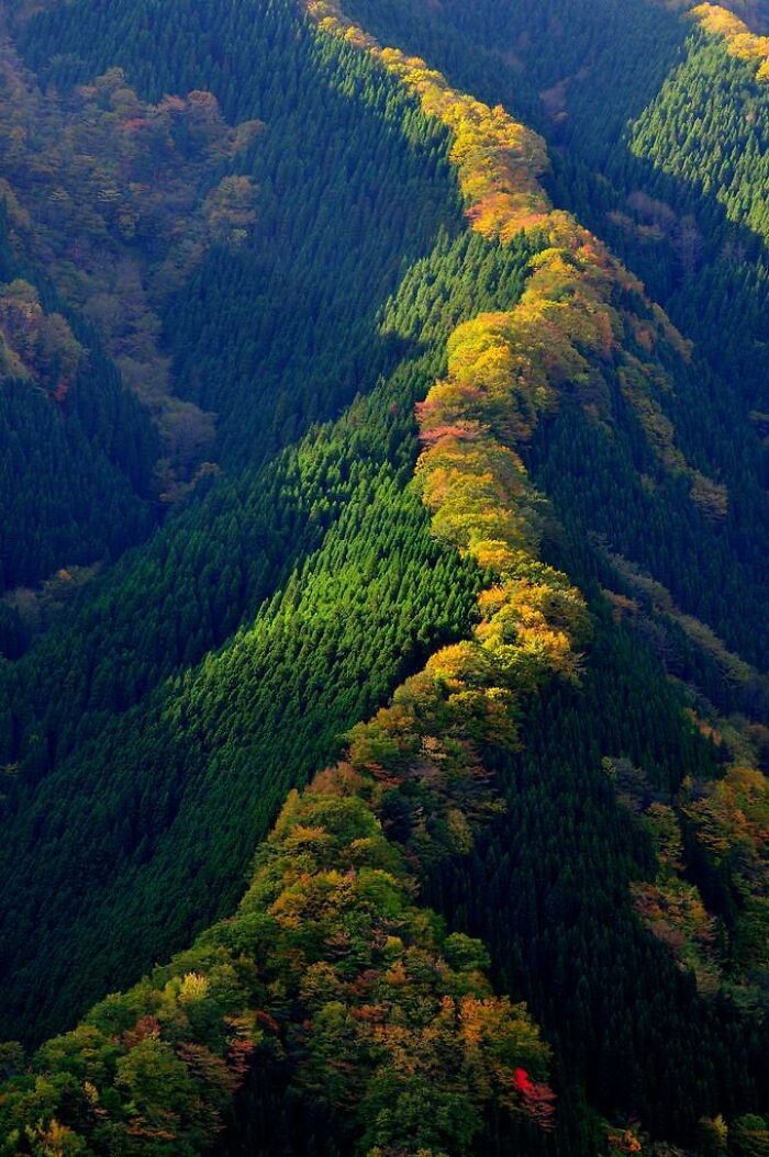 #10 Klonowe drzewa wzdłuż grzbietu, Japonia