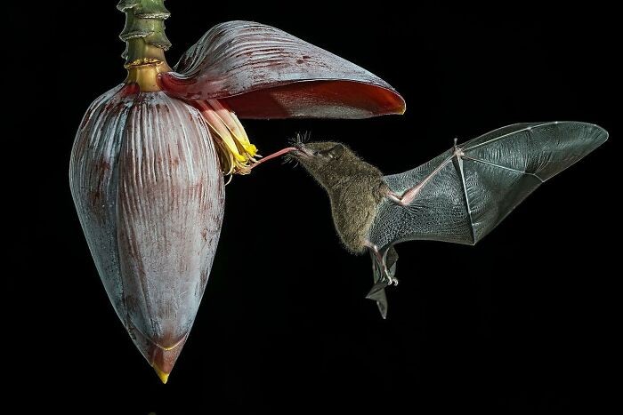 #4 „Pipistrello Del Nettare N1”⁠ autorstwa Gianniego Maitana