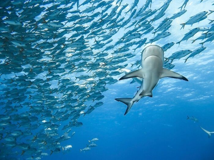 #7 „Wtopiona w tło”⁠ autorstwa Gillian Shark