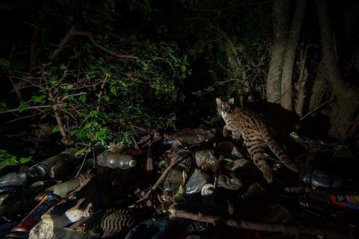 #11 Wyróżnienie specjalne w nagrodzie Ramki Sreenivasan Conservation Photography Award: „Kot, kamera i nasze konsekwencje” autorstwa Pallavi Laveti