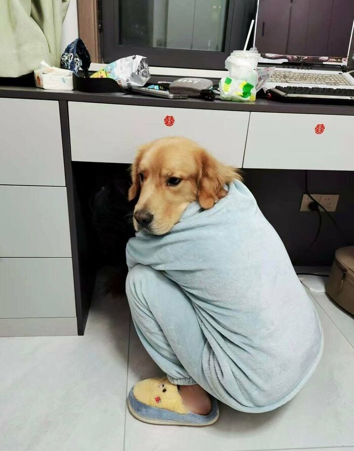 Mam w sobie tego psa