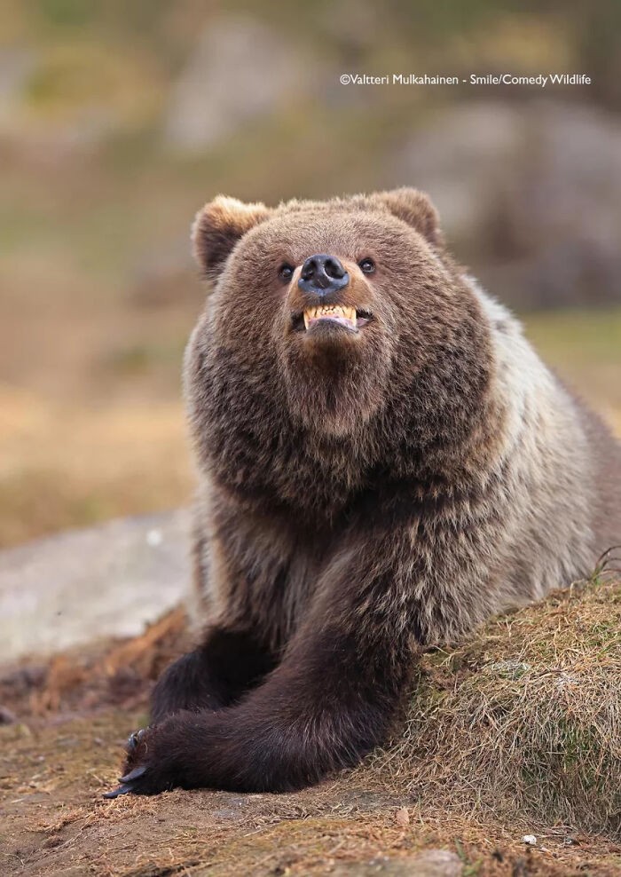 Uśmiechnij się, jesteś fotografowany – autor: Valtteri Mulkahainen, Finlandia