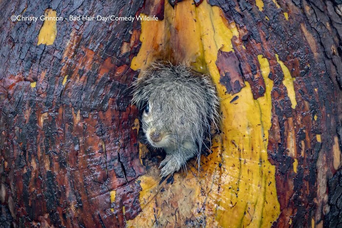 Dzień złej fryzury – autor: Christy Grinton, Kanada