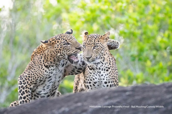Obgadywanie – autor: Hikkaduwa Liyanage Prasantha Vinod, Sri Lanka