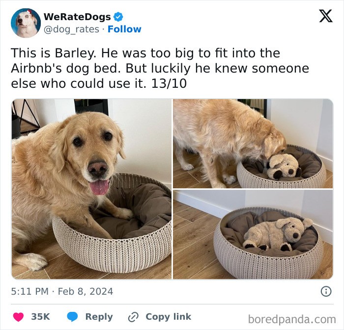 To jest Barley. Był za duży, żeby zmieścić się w legowisku dla psa w Airbnb. Na szczęście znał kogoś innego, kto mógł z niego skorzystać. 13/10