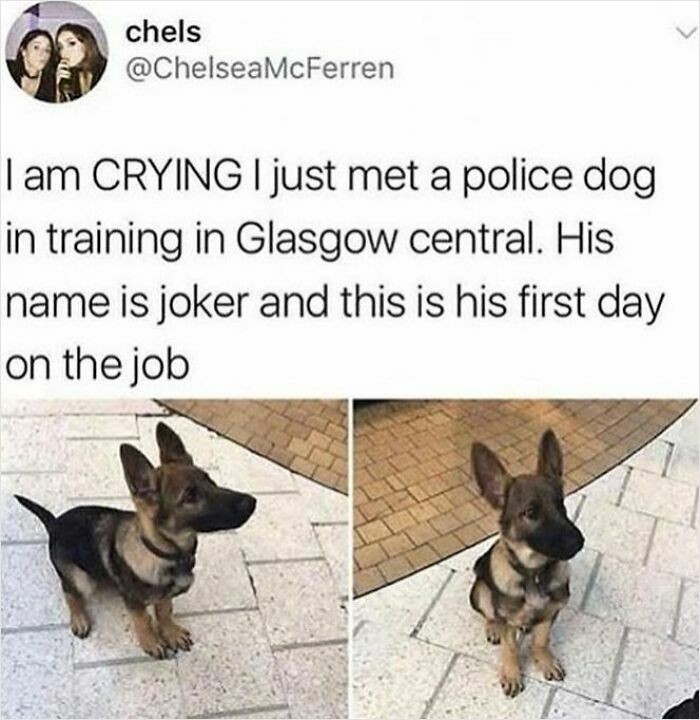 Płaczę — właśnie poznałam psa policyjnego w trakcie szkolenia na dworcu Glasgow Central. Ma na imię Joker i to jego pierwszy dzień w pracy.