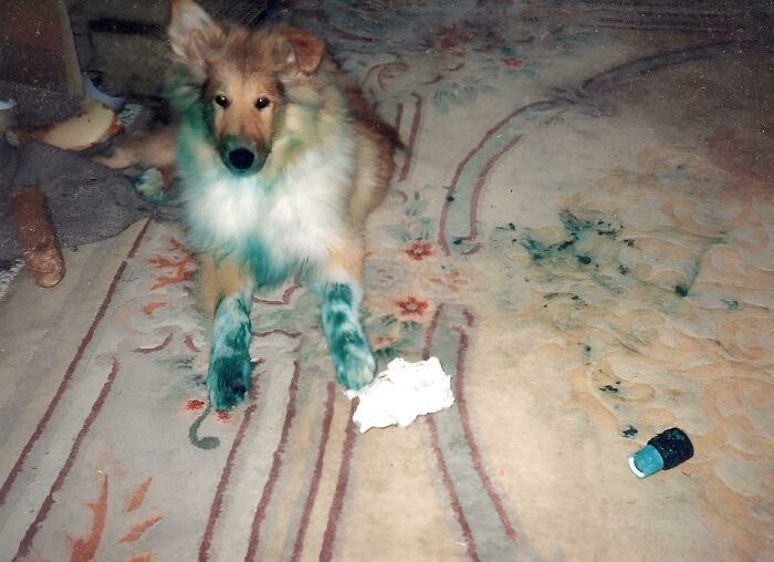 Poznaj Bonnie, naszego 3-miesięcznego Collie. W nocy odkryła puszkę niebieskiej farby z niedokręconą pokrywką