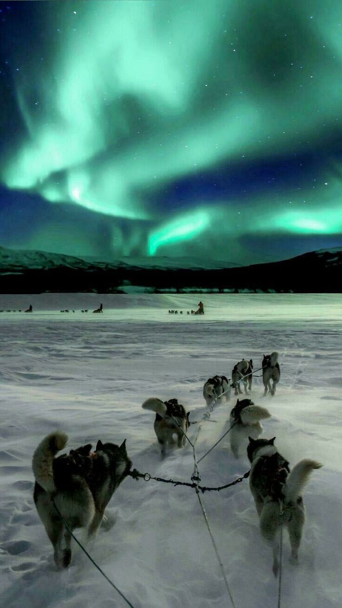Piękny widok (zaprzęg husky pod zorzą)