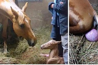 Ciężarna klacz rodzi piękne źrebię! Po chwili jednak zaczyna dziać się coś bardzo dziwnego! 