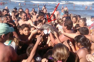 Ludzka głupota powodem tragedii! Samica delfina wyciągnięta z wody przez turystów skonała na plaży!