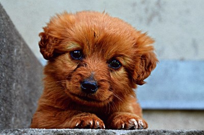 Prawdziwe powody czemu Twój pies pójdzie za Tobą wszędzie! Wierny towarzysz!