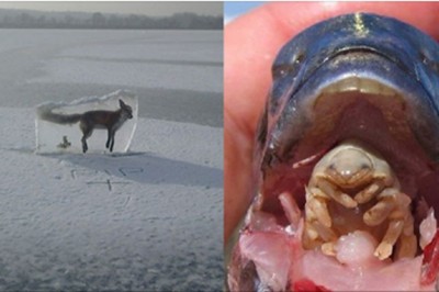 Te zdjęcia pokazują, ze natura potrafi być brutalna! Niektóre zdjęcia mogą Cię przerazić!