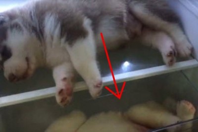 Otwiera lodówkę pełną szczeniaków Husky! Psiaki leżą tam z bardzo ważnego powodu!