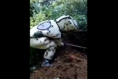 Pajacował z ogromnym gniazdem szerszeni. Wylądował w krytycznym stanie w szpitalu