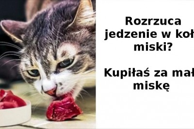 Te błędy często nieświadomie popełniają właściciele kotów. Zobacz czego unikać dla dobra pupila 