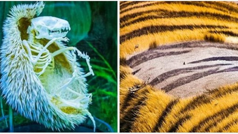 Nietypowe fotografie, które pokazują nam, że natura jest pełna tajemnic i niespodzianek.  W szkole tego nie zobaczysz