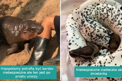 19 zwierzaków, które wbrew pozorom potrafią być urocze