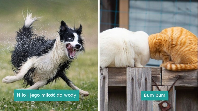 Zobacz najlepsze zdjęcia zwierzaków w konkursie  Comedy Pet Photo Awards