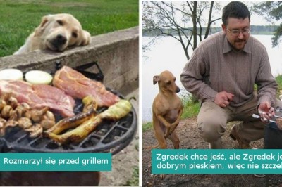 18 zabawnych zdjęć psów błagających o jedzenie. Ciężko jest im odmówić