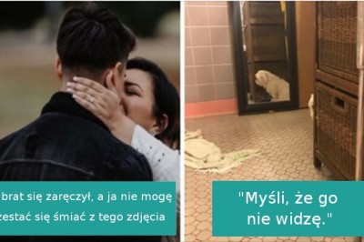 17 wścibskich psów, które po prostu musiały wcisnąć  nos w nieodpowiednie miejsce