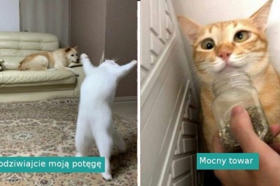17 kotów, które zachowywały się tak dziwnie, że właściciele postanowili zrobić im zdjęcie