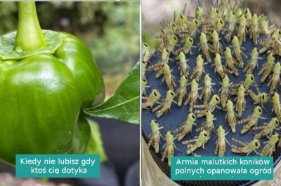 15 zdjęć pokazujących, że natura ma sporo asów w rękawie i potrafi zaskoczyć