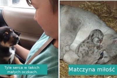 Te wyjątkowe zdjęcia pokazują, że zwierzęta naprawdę wiedzą co to miłość