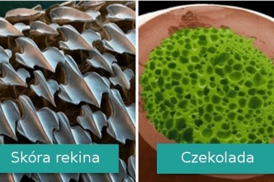 Galeria zdjęć pokazujących wygląd codziennych rzeczy w dużym powiększeniu