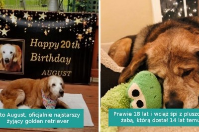 20 fotografii starszych piesków, które stały się jeszcze bardziej urocze wraz z wiekiem