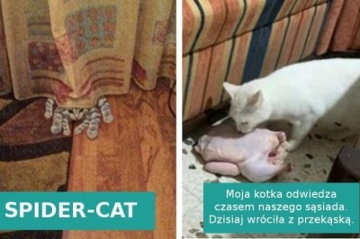 15 fotografii pokazujących, że koty wprost uwielbiają „trollować” swoich właścicieli