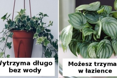 12 prostych w utrzymaniu roślin, które sprawdzą się jako ozdoba w każdym wnętrzu