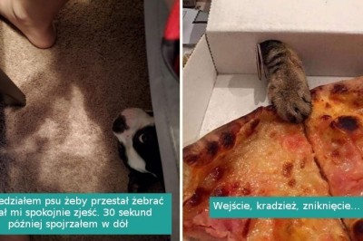 16 bezwstydnych zwierząt, które wcale nie dbają o zasady swoich właścicieli