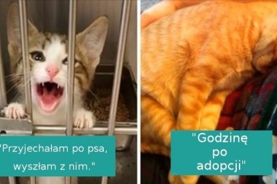 16 uroczych adoptowanych zwierząt, które dostały szansę na nowe życie