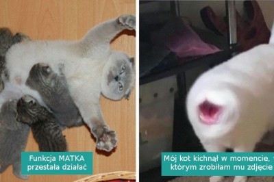 20 zabawnych fotografii kotów, których właściciele wykryli u nich poważną usterkę