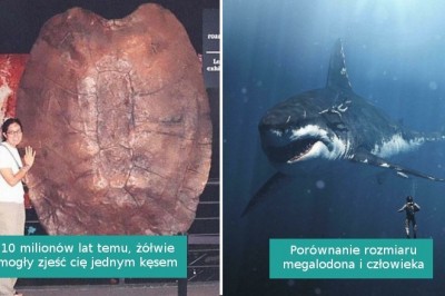 16 interesujących fotografii pokazujących, że miliony lat temu „natura była dla twardzieli”