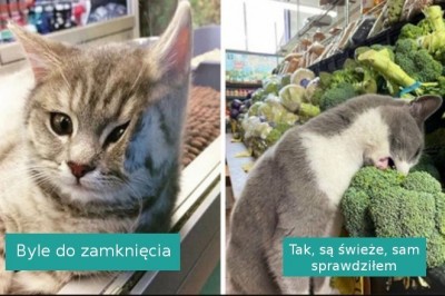 20 fotografii kotów w małych sklepach, które wyglądają, jakby były właścicielami