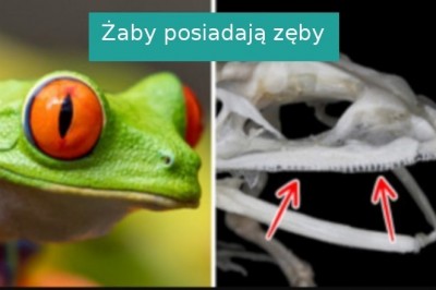 10 ciekawostek, które sprawiły, że zwątpiliśmy w naszą wiedzę o świecie