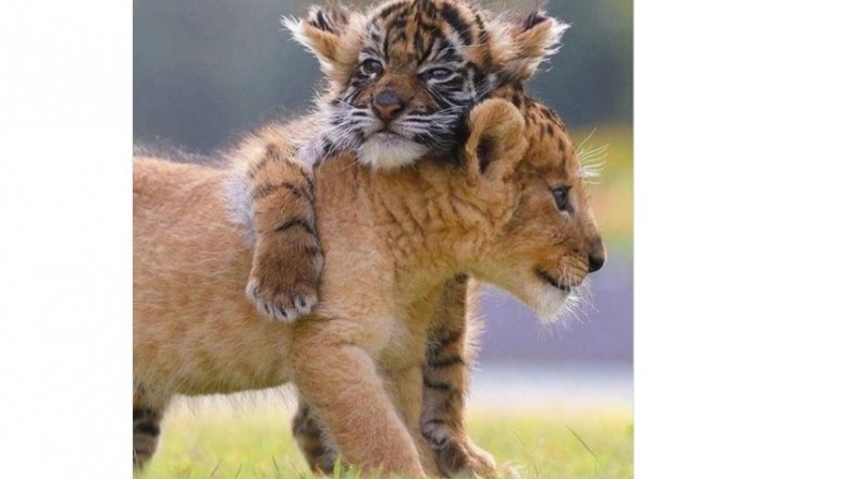 Lwiątko i tygrysiątko zostały najlepszymi przyjaciółmi. Niezwykła historia z japońskiego parku safari