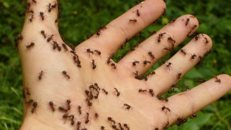 Na całym świecie jest tak dużo mrówek, że ich łączna masa robi wrażenie