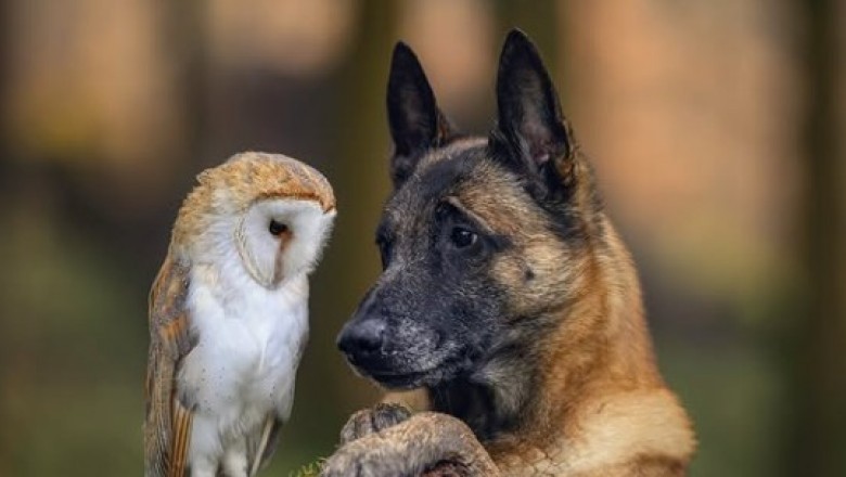 Niezwykła przyjaźń psa i sów. Fotografka, która podbiła internet
