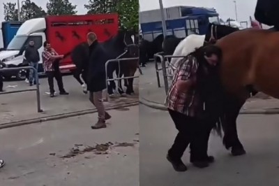 Koń znokautował skandalicznie zachowującego się pijanego mężczyznę na targach w Pajęcznie