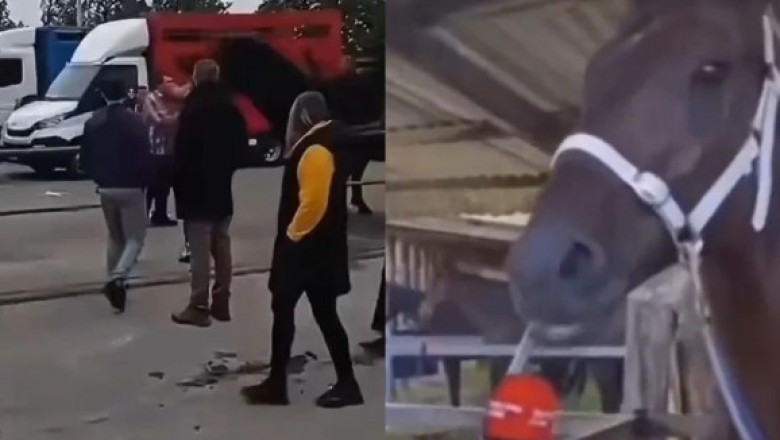 Opublikowano wywiad z koniem, który znokautował pijanego typa podczas targów w Pajęcznie
