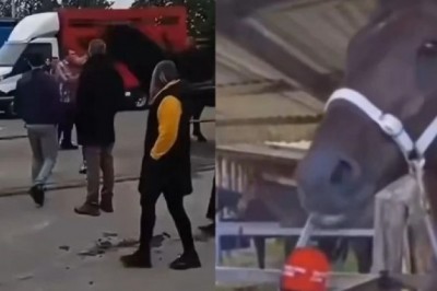 Opublikowano wywiad z koniem, który znokautował pijanego typa podczas targów w Pajęcznie
