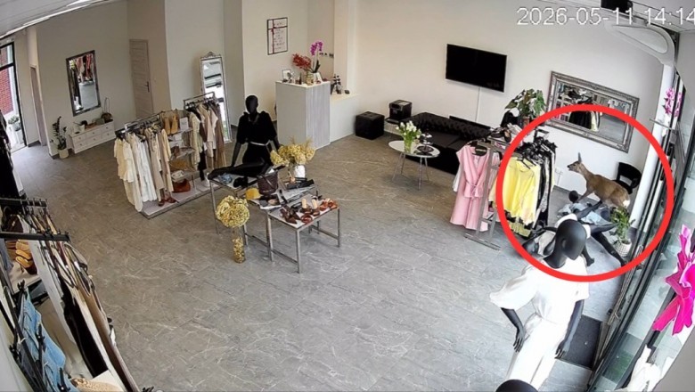 Ekspedientka była w szoku, gdy zobaczyła, jaka nietypowa klientka wpadła do sklepu. Wizytę zarejestrował monitoring
